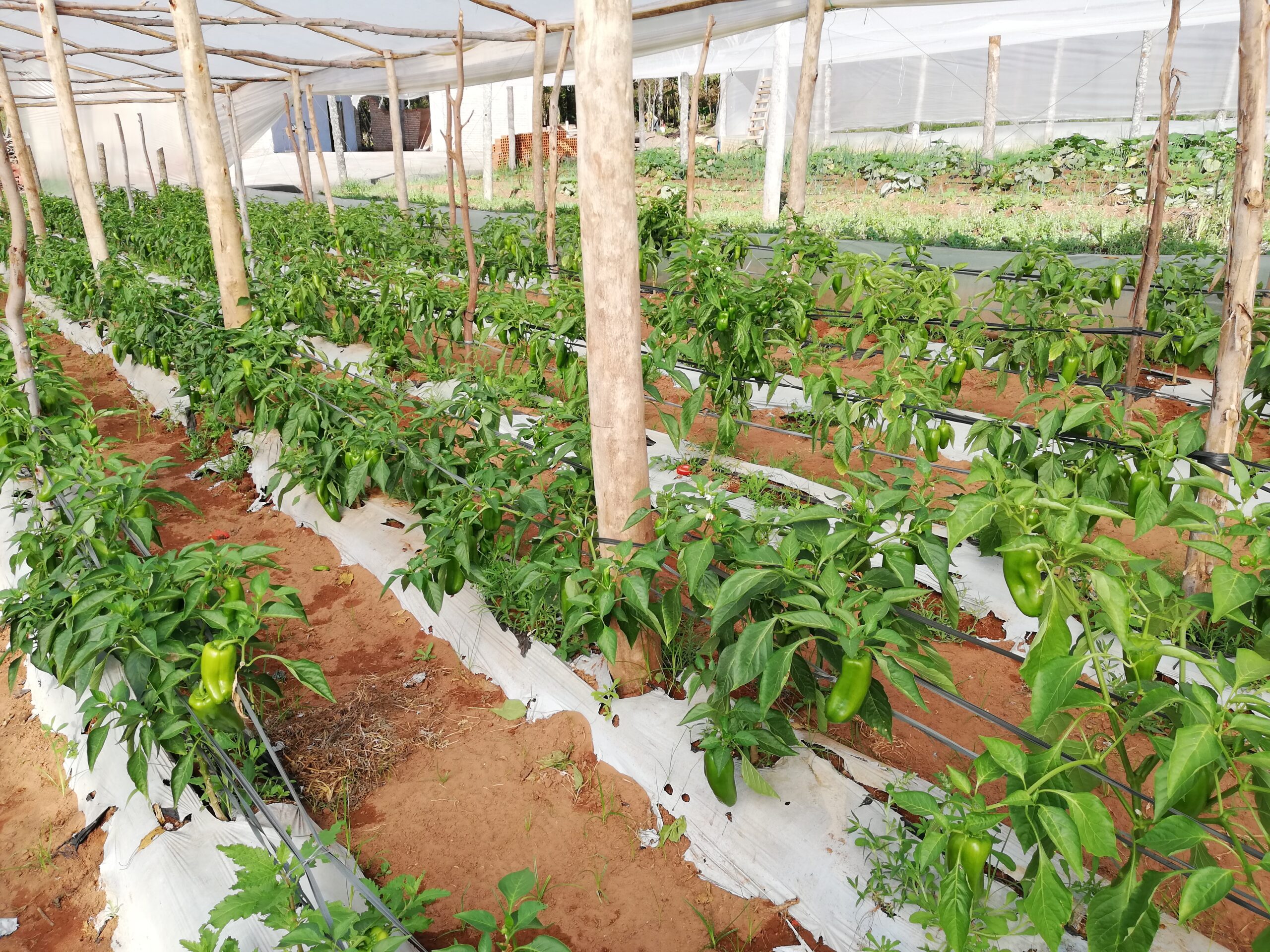 Cultivos agroecológicos acompañados por el CEPAG