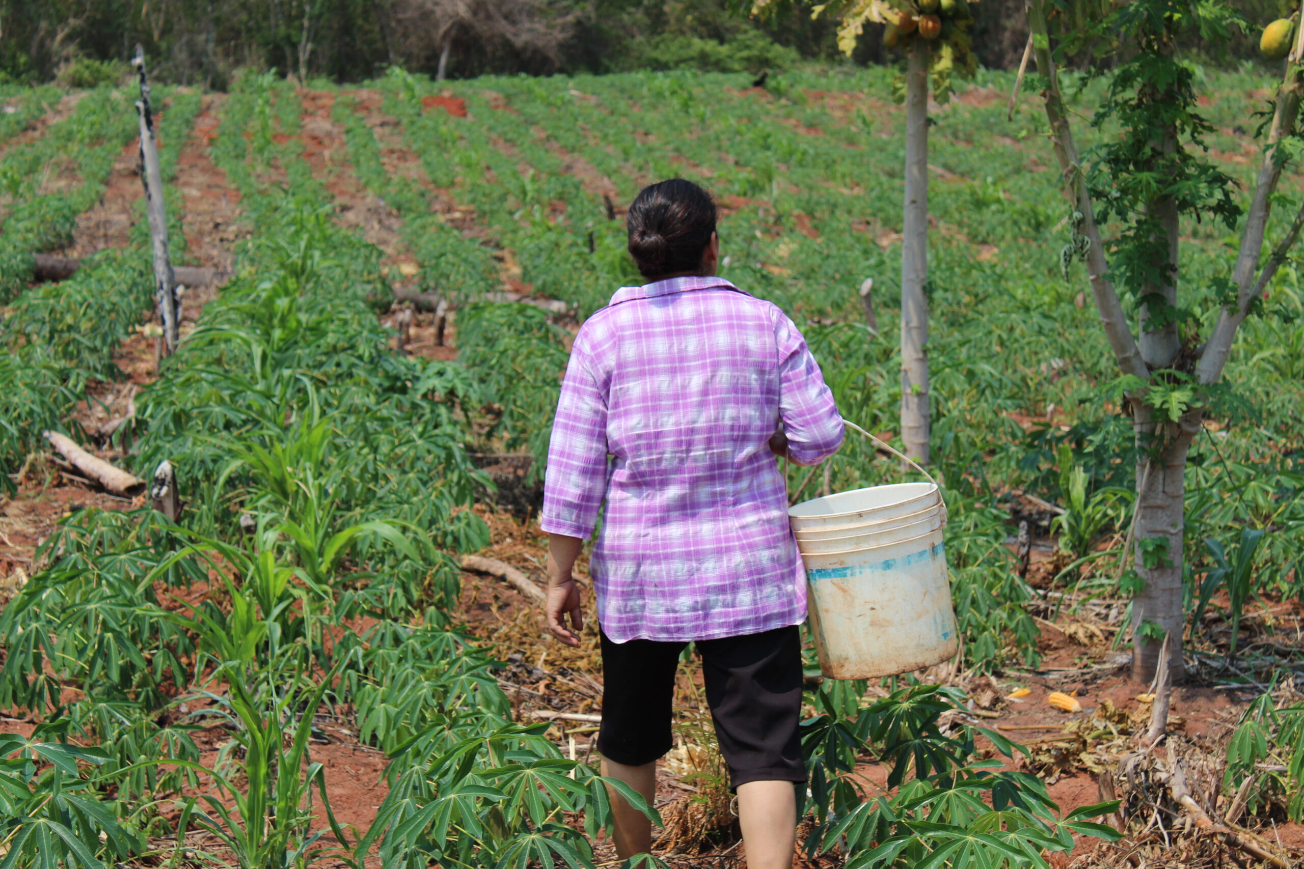Productor campesino en el campo con su cosecha