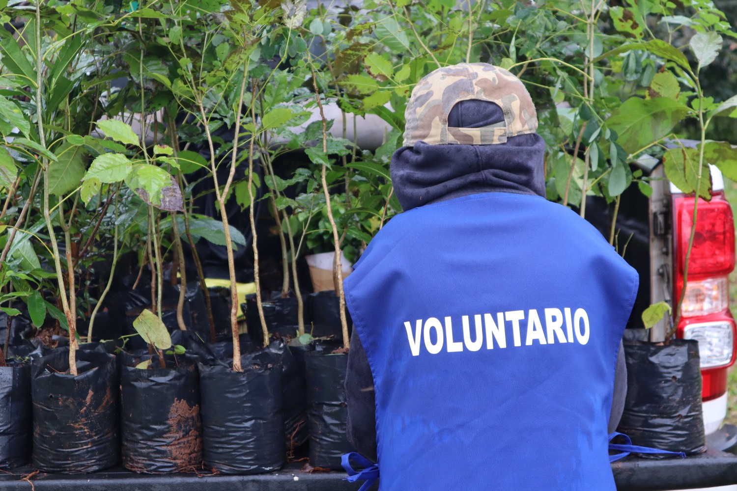 Voluntario de la Fundación Jesuitas con plantines